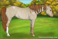 Horse Color:Red Dun Rabicano 
