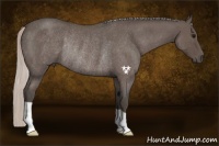 Horse Color:Silver Blue Roan Rabicano 