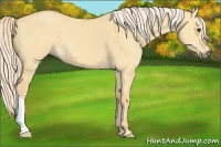 Horse Color:Palomino Dun 