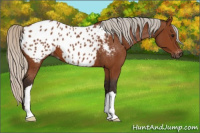 Horse Color:Gray Silver Bay Appaloosa