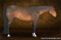 Horse Color:Buckskin Sabino