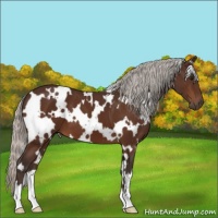 Horse Color:White Spotted Silver Brown