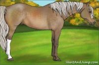 Horse Color:Silver Buckskin 