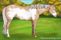Horse Color:Silver Amber Champagne Frame 