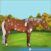 Horse Color:White Spotted Silver Bay 