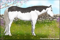 Horse Color:Liver Chestnut Splash Rabicano 