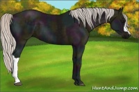 Horse Color:Midnight Silver Black