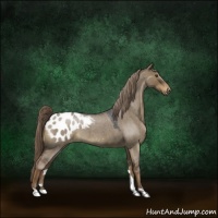 Horse Color:Liver Red Dun Roan Appaloosa