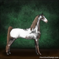 Horse Color:Liver Chestnut Frame Appaloosa 