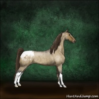Horse Color:Buckskin Roan Dun Appaloosa