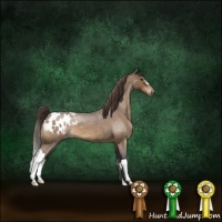 Horse Color:Buckskin Roan Appaloosa