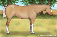 Horse Color:Silver Bay Dun