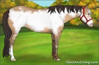 Horse Color:Amber Champagne Frame 