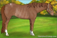 Horse Color:Chestnut Varnish Rabicano 