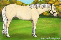 Horse Color:Silver Amber Cream Champagne Dun Rabicano 
