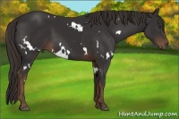 Horse Color:White Spotted Liver Chestnut 
