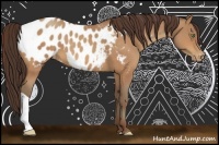 Horse Color:Amber Champagne Appaloosa 