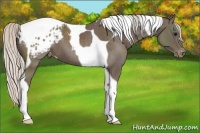 Horse Color:Silver Black Tobiano Appaloosa 