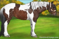 Horse Color:Bay Tobiano Appaloosa 
