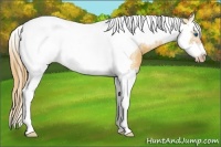 Horse Color:Gold Champagne Splash Tobiano Frame Rabicano 