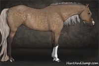 Horse Color:Silver Brown Dun Rabicano 