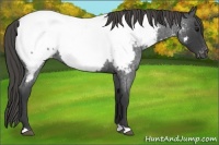 Horse Color:Smoky Blue Roan Appaloosa 