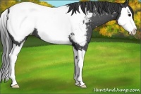 Horse Color:Blue Roan Splash Appaloosa 