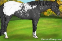 Horse Color:Blue Roan Snowcap 
