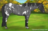 Horse Color:White Spotted Blue Roan Varnish 