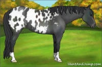 Horse Color:Blue Roan Near Leopard