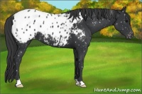 Horse Color:Black Appaloosa 