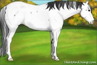 Horse Color:Blue Roan Fewspot 