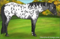Horse Color:Blue Roan Appaloosa
