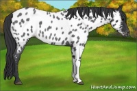 Horse Color:Blue Roan Appaloosa 