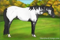 Horse Color:Blue Roan Appaloosa 