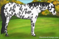 Horse Color:Blue Roan Near Leopard 