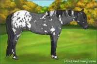 Horse Color:White Spotted Blue Roan Varnish 