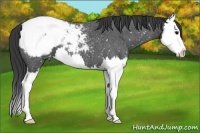 Horse Color:Blue Roan Splash Appaloosa