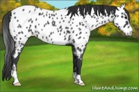 Horse Color:Blue Roan Near Leopard 