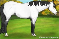 Horse Color:Blue Roan Appaloosa 