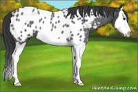 Horse Color:Blue Roan Splash Appaloosa