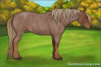 Horse Color:Red Roan