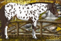 Horse Color:Liver Chestnut Appaloosa