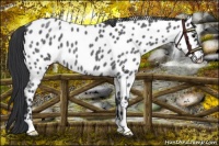Horse Color:Blue Roan Near Leopard 