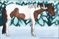 Horse Color:Bay Tobiano Rabicano