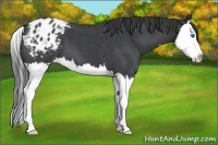 Horse Color:Blue Roan Splash Appaloosa 