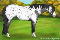 Horse Color:Blue Roan Frame Appaloosa 