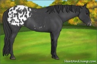 Horse Color:Blue Roan Appaloosa 