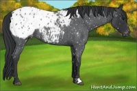 Horse Color:Blue Roan Appaloosa
