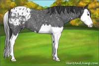 Horse Color:Blue Roan Splash Appaloosa